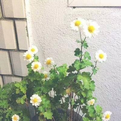 乌拉拉三国手游下载